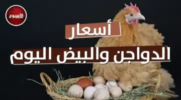 بورصة الدواجن اليوم.. أسعار الفراخ البيضاء وكرتونة البيض في الأسواق